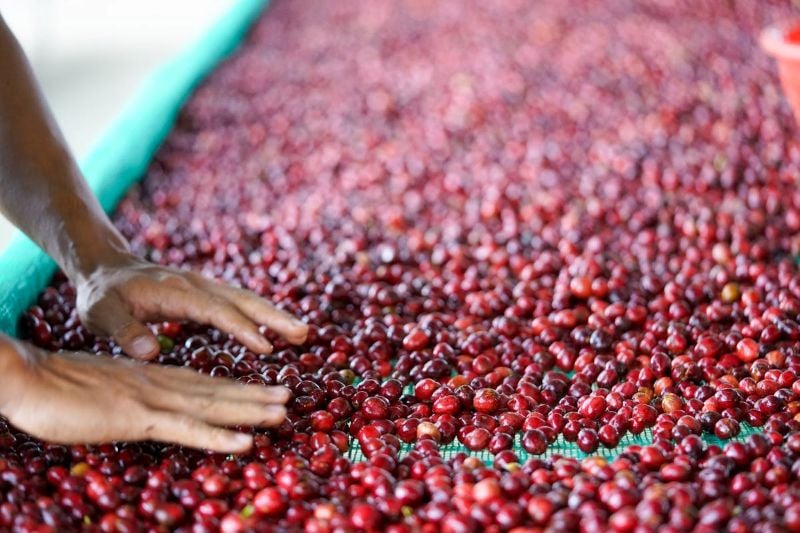 metody obróbki kawy washed, natural, honey